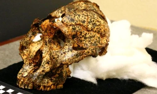 Oamenii de ştiinţă au descoperit un craniu vechi de două milioane de ani, aparţinând unui „văr” al omului jpeg