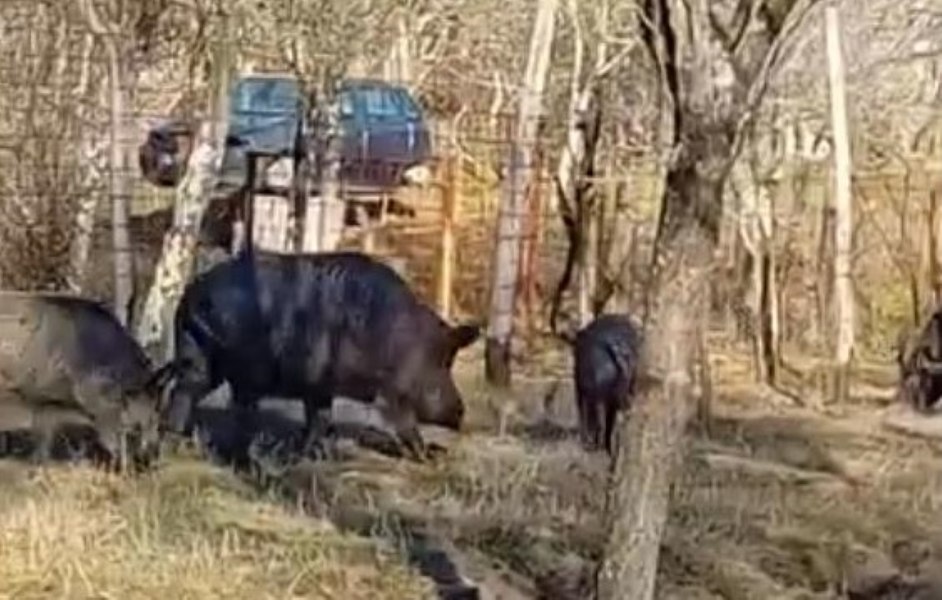 Săteni terorizaţi de porcii mistreţi crescuţi de un vecin. „Au dat jos două garduri și au ajuns până la ușa casei”