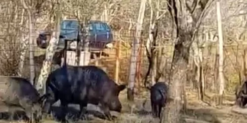 mistreti Gorj, captură video jpg
