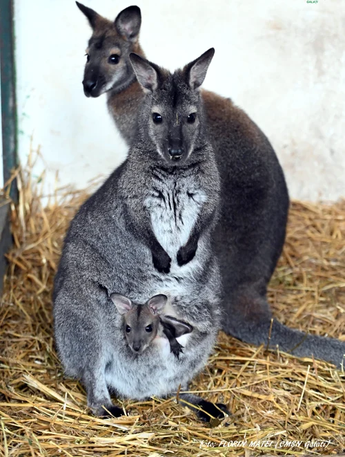 Familia de canguri de la ZOO Galați FOTO: Florin Matei 