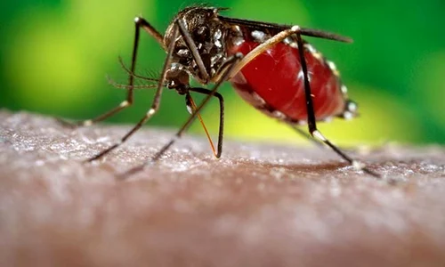 zika 1 jpeg