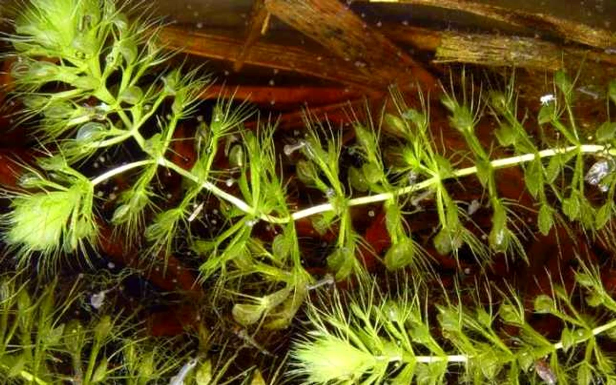 Aldrovanda Vesiculosa