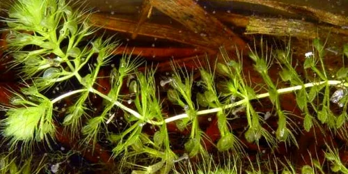 Aldrovanda Vesiculosa