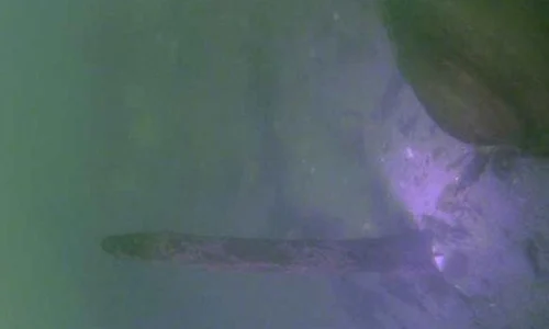 A fost descoperită în Dunăre o epavă intactă ce datează din Evul Mediu jpeg