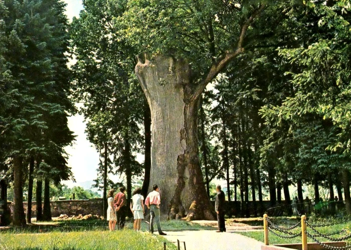 Gorunul lui Horea, în anii 70. Ilustrată. Sursa: Wikipedia