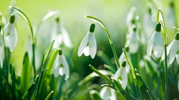 
    Va fi vreme de primăvară până pe 1 martieFOTO: adevarul.ro  