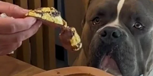 caine carne foita de aur jpg