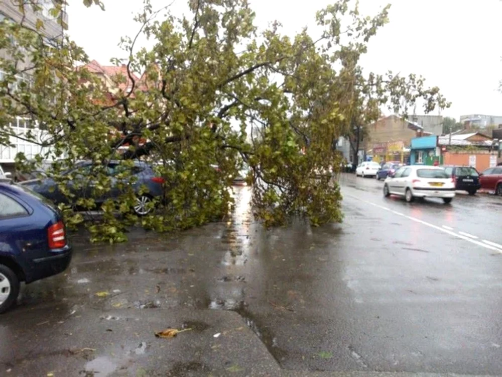 De ce se prăbușesc sute de copaci în Capitală după fiecare furtună.