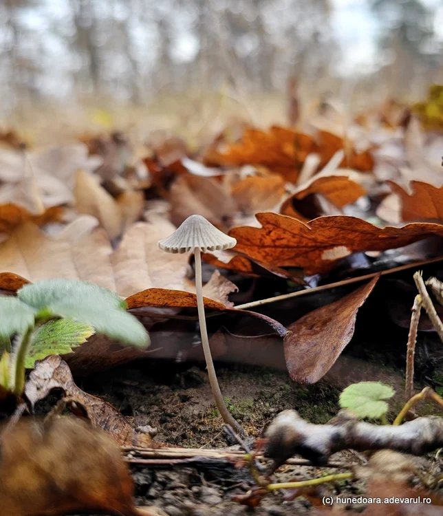 Natura vie în pădure. Foto: Daniel Guță. ADEVĂRUL