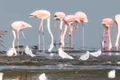flamingo png