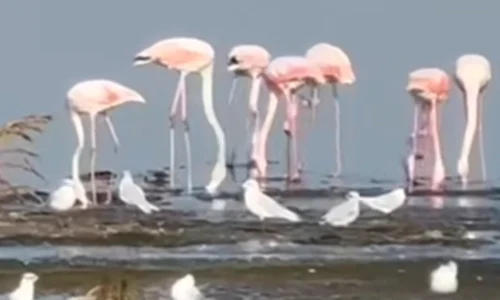 flamingo png