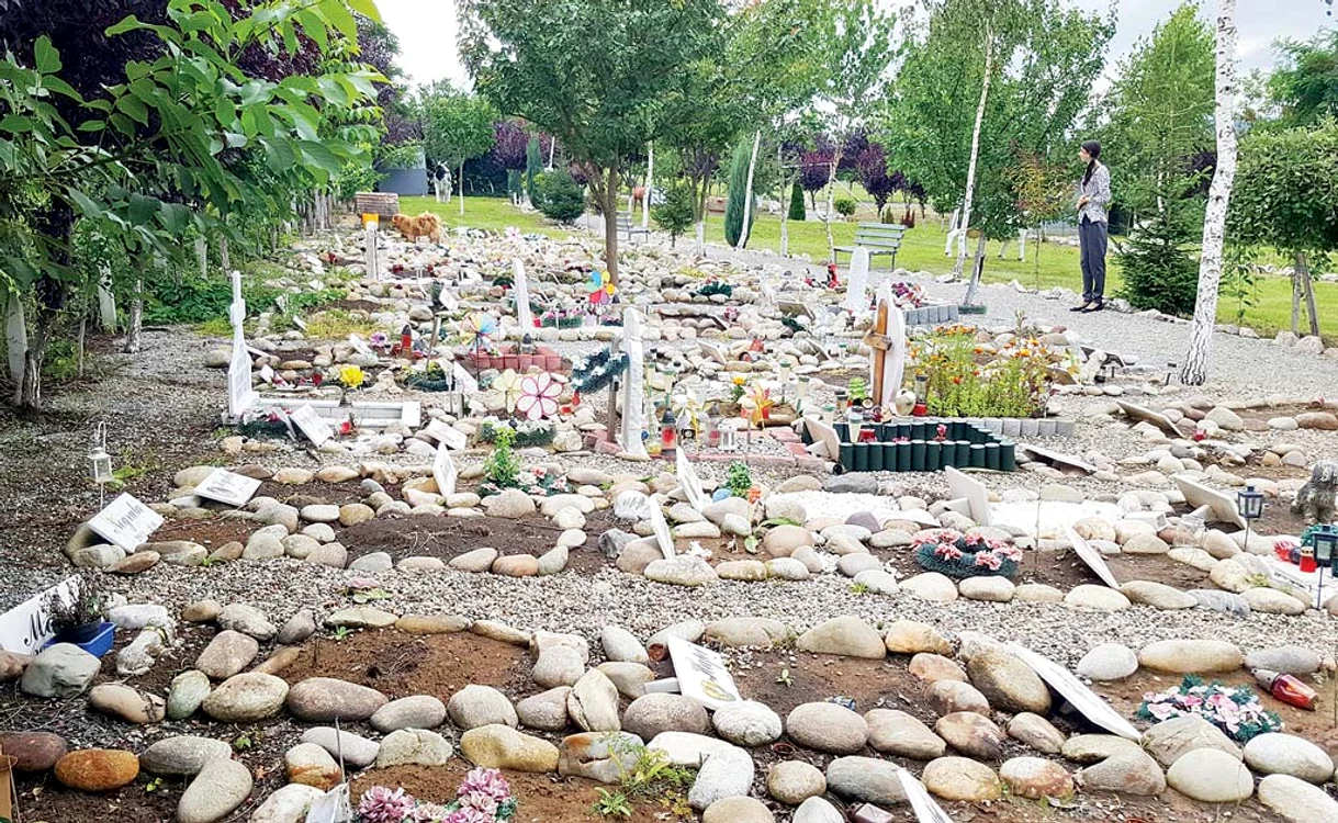 Candele şi flori proaspete pentru pisicuţa AlmaFotografii: adevarul.ro