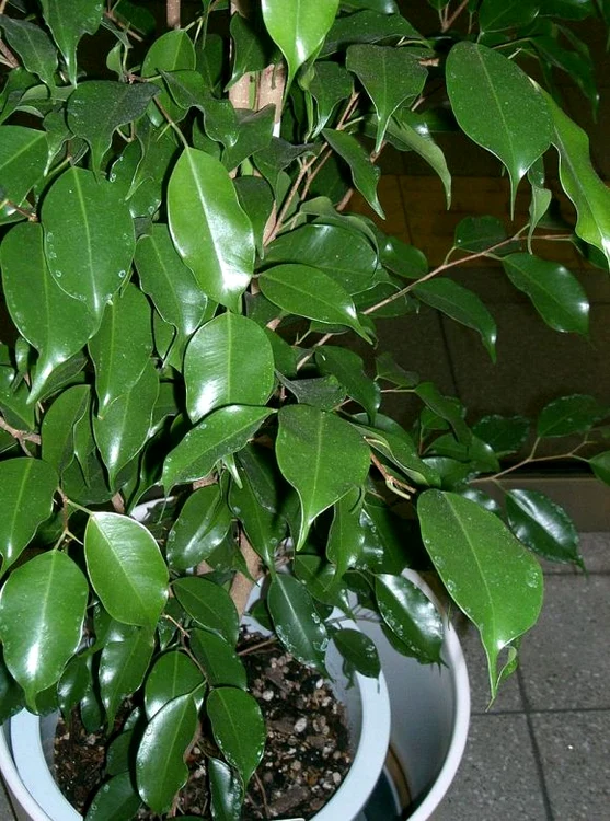 Ficusul este una dintre cele mai practice şi cele mai frumoase plante de apartament