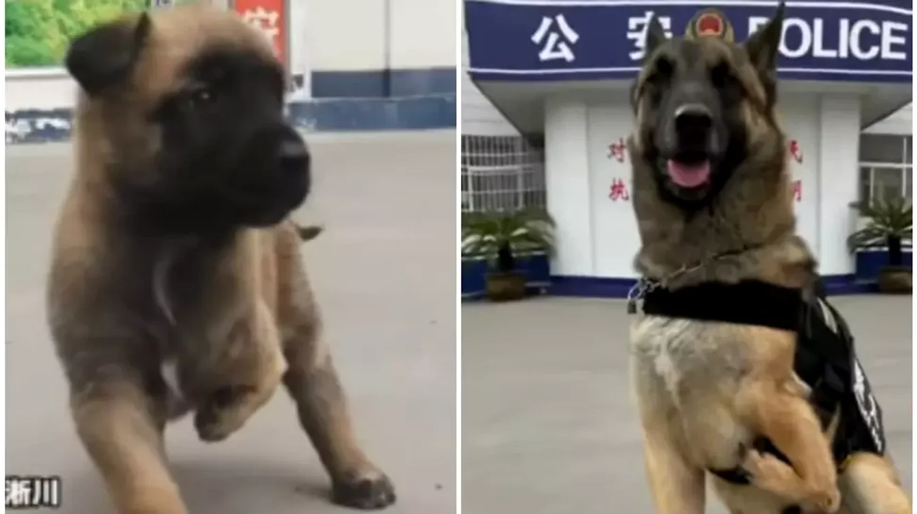 Barton, câinele cu 3 picioare care a devenit câine-polițist 