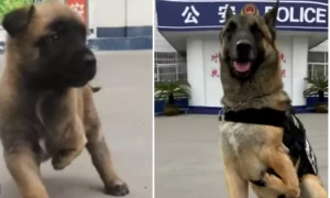 barton caine politist webp