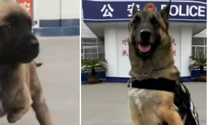 barton caine politist webp