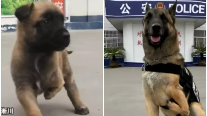 Barton, câinele cu 3 picioare care a devenit câine-polițist