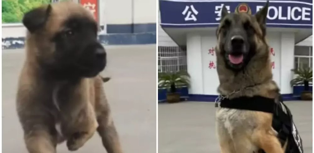 Povestea impresionantă a câinelui născut cu 3 picioare. Barton a învins destinul și a devenit un câine-polițist prin abilitățile sale rare