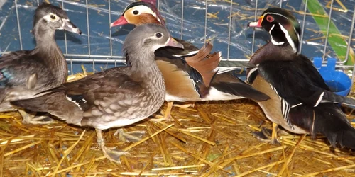 expozitie de păsări şi animale de rase la turnu severin FOTO Corina Macavei 