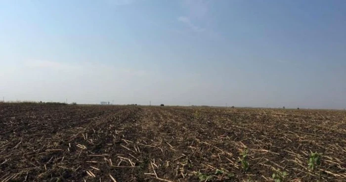 Cei trei fraţi îl acuză pe şeful d epost din Celaru că tergiversează dosarul