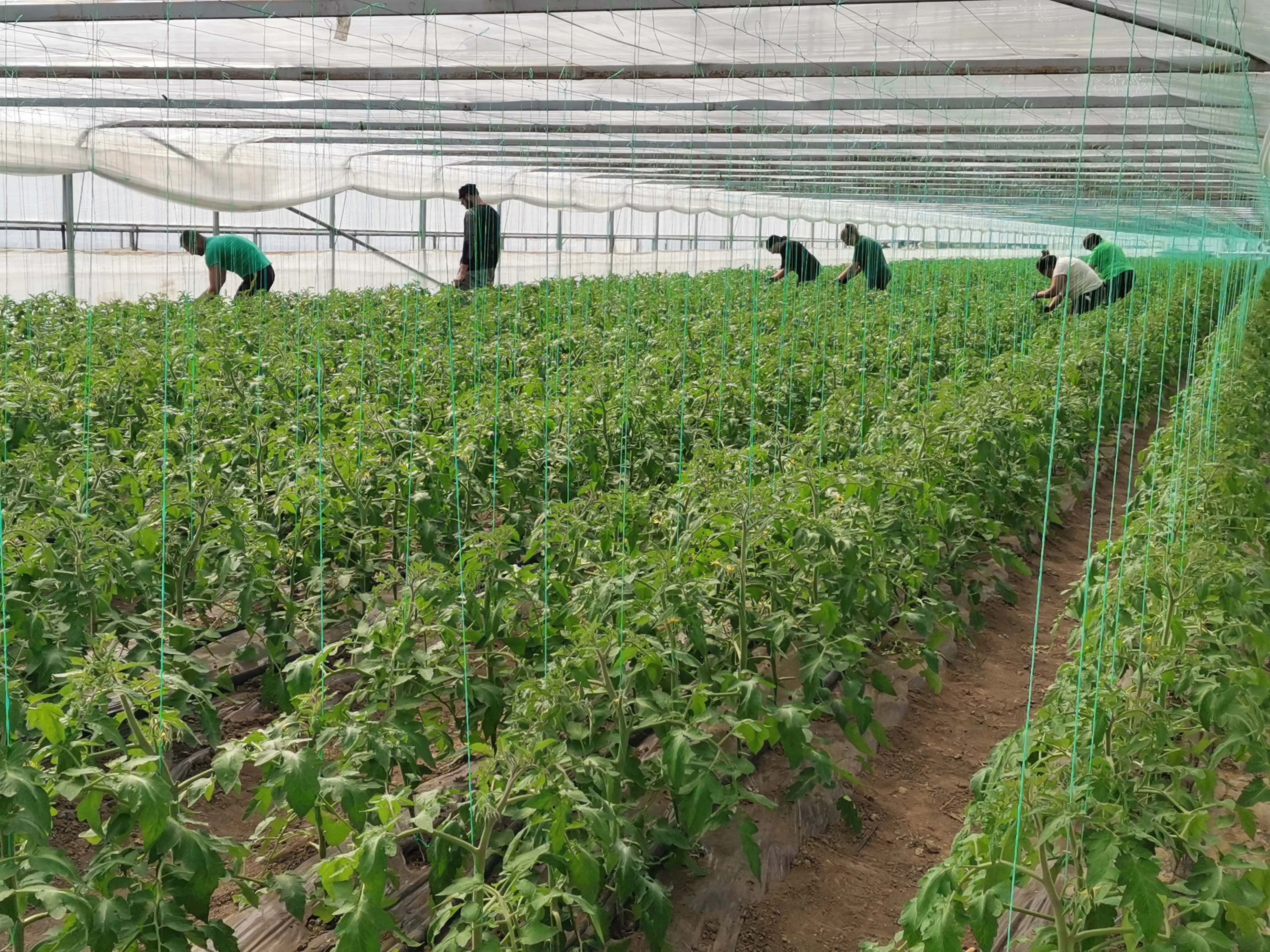 Fermierii, buni de plată sau lăsați fără subvenții: „Condiționalitatea socială” devine obligatorie