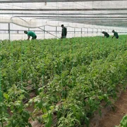 lucratori ferma legume   foto alina mitran jpg