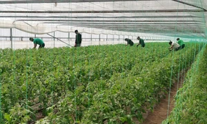 lucratori ferma legume foto alina mitran jpg