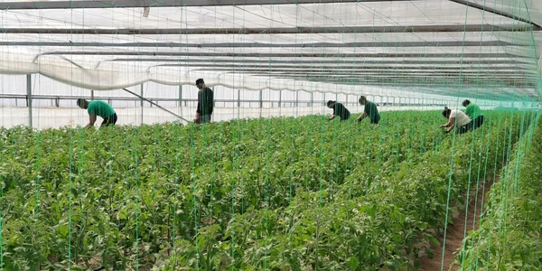 lucratori ferma legume   foto alina mitran jpg