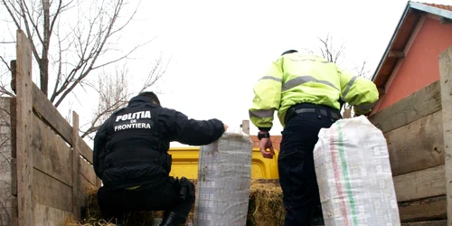 tigari ascunse FOTO STPF Mehedinti 