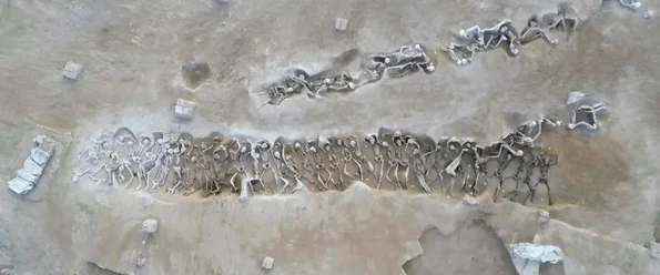 Înmormântarea în masă a 79 de prizonieri de la Phaleron (© Hel­lenic Min­istry of Cul­ture and Sports. Ephor­ate of An­tiq­ui­ties of Piraeus and Is­lands / Faliron Delta Excavation Archive)