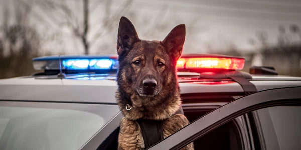 Caine politist FOTO Shutterstock jpg