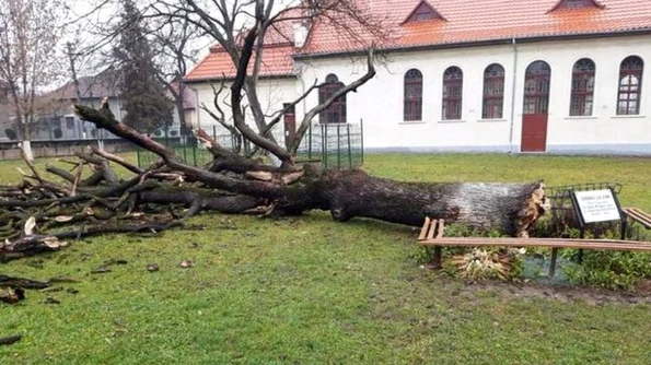 Stejarul lui Arsenie Boca s a prăbuşit din senin Fusese plantat de el, la absolvirea liceului din Brad ca şef de promoţie jpeg