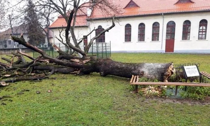 Stejarul lui Arsenie Boca s a prăbuşit din senin  Fusese plantat de el, la absolvirea liceului din Brad ca şef de promoţie jpeg