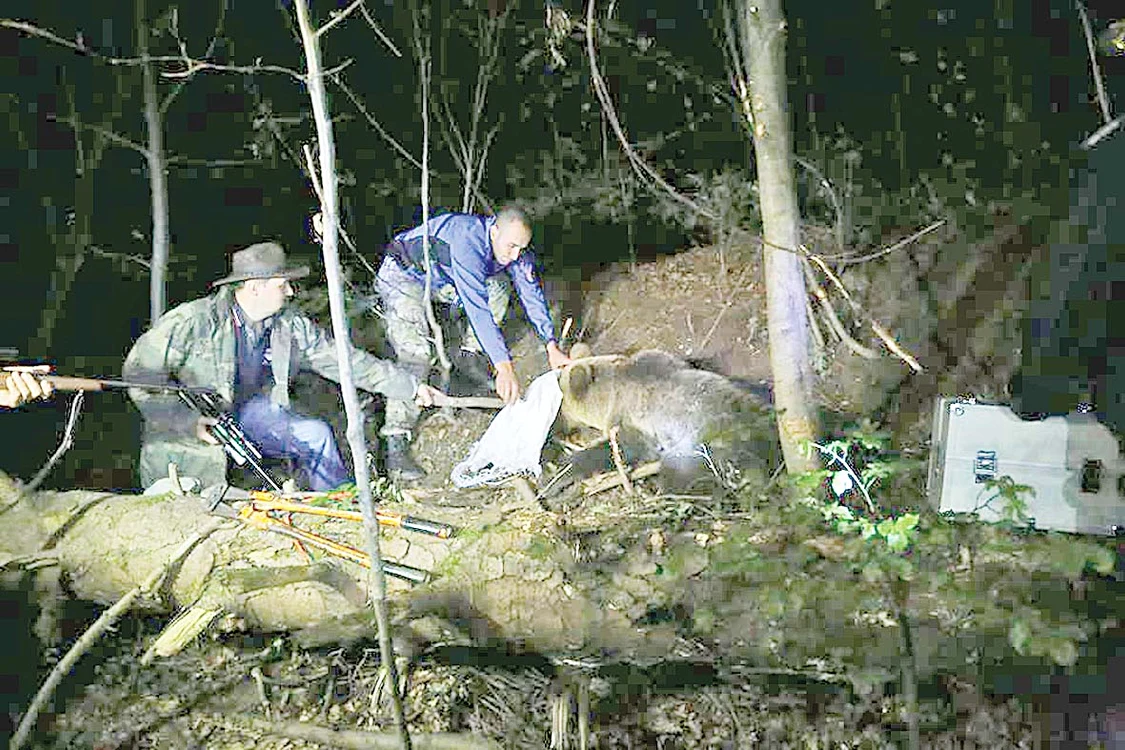 Pădurarii şi jandarmii montani l-au eliberat la timp pe animăluţ