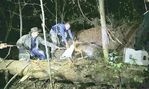 Pădurarii şi jandarmii montani l au eliberat  la timp pe animăluţ jpeg