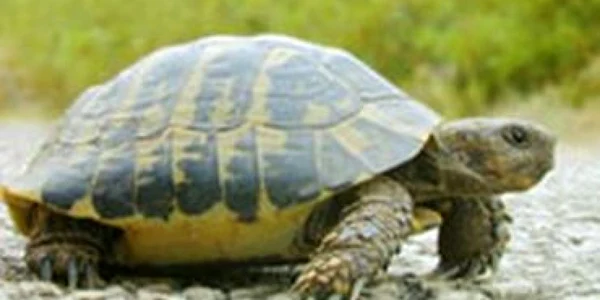 Traficul aerin pe JFK, perturbat timp de o oră şi jumătate din cauza unor broaşte ţestoase