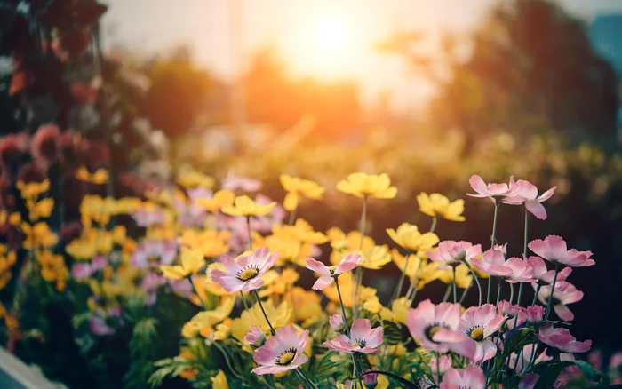 Îngrășământ natural de flori / foto: Pixabay