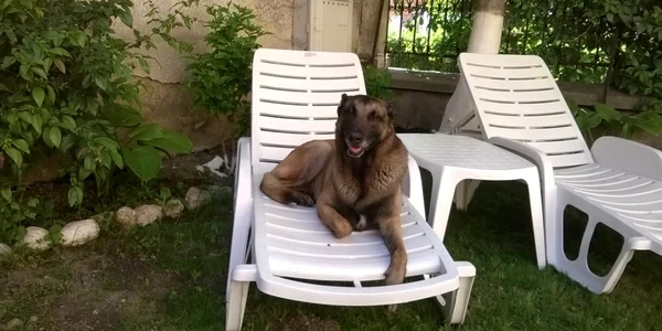 Taz este un memebru al familiei poliţistului care îl antrenează
