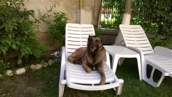 Câinele Taz se relaxează, în afara serviciului