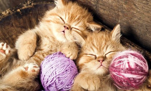 1 56793 original jpg jpeg