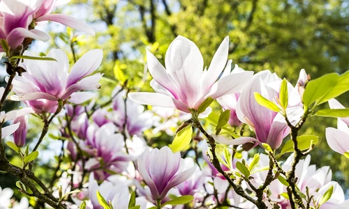 1 85301 original jpg jpeg