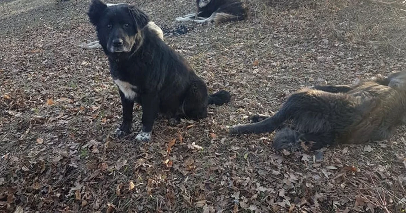 Turistul atacat de câini este în afara oricărui pericol FOTO: arhivă Adevărul