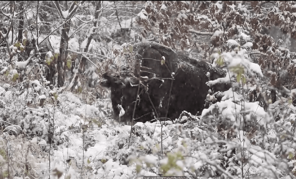 Un zimbru impunător, filmat la masă într-o pădure din Parcul Natural Vânători Neamț VIDEO
