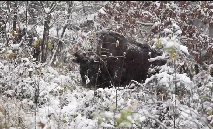 Zimbru. FOTO  Captură video Lică Balmoj, Parcul Natural Vânători Neamț