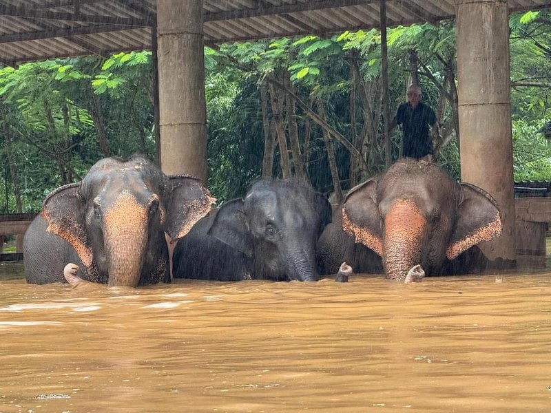 Imagini impresionate cu elefanți salvându-se din inundațiile care au lovit o importantă destinație turistică din Thailanda