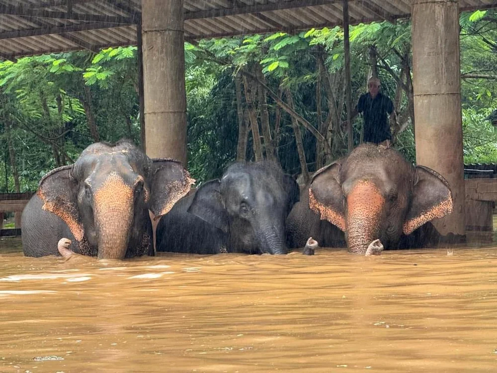 Elefanți, surprinși de inundațiile din Thailanda FOTO: X