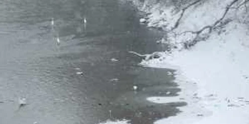 Cele patru păsări au fost observate ieri în zona podului Golescu