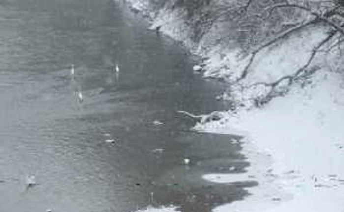 Cele patru păsări au fost observate ieri în zona podului Golescu