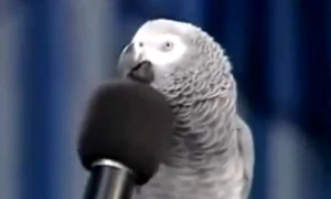 captura papagal jpeg