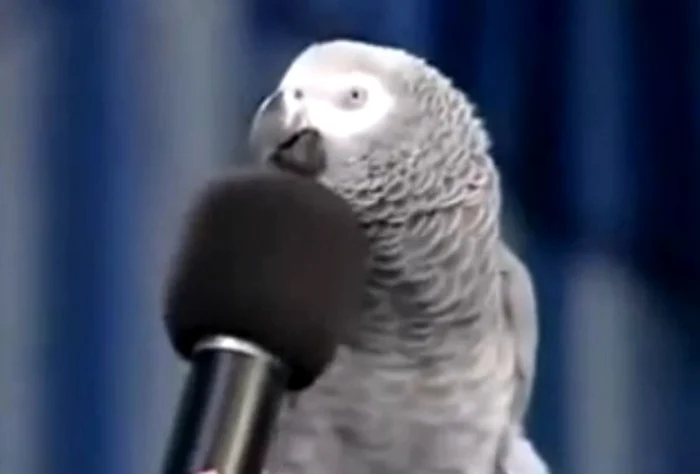 Coco, papagalul cumpărat de Dorian, e foarte nervos şi agresiv